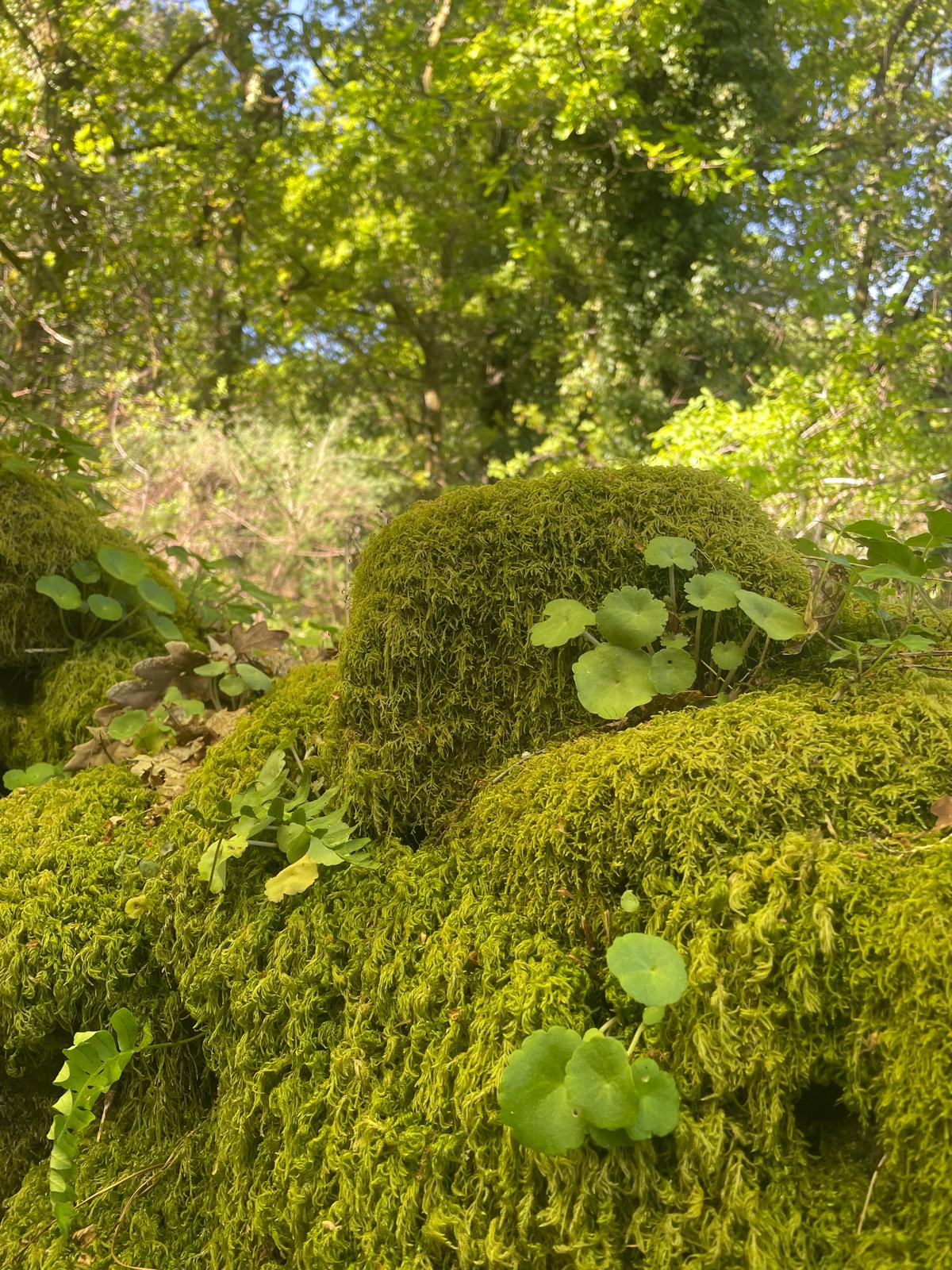 Trilhos e natureza da região